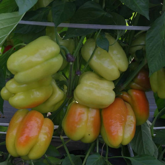 Самсон F1 семена перца сладкого (Гавриш) – фото 4