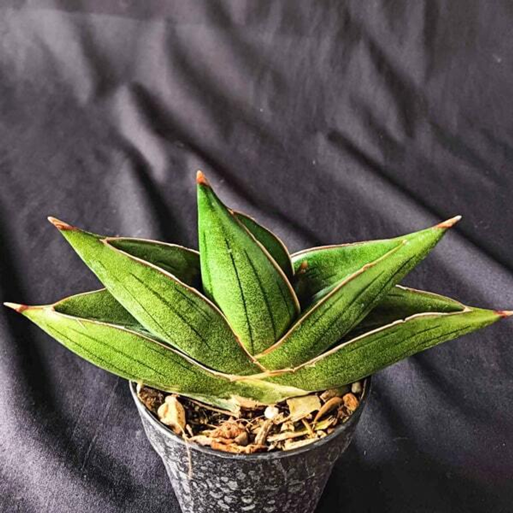 Сансевиерия BILBAO