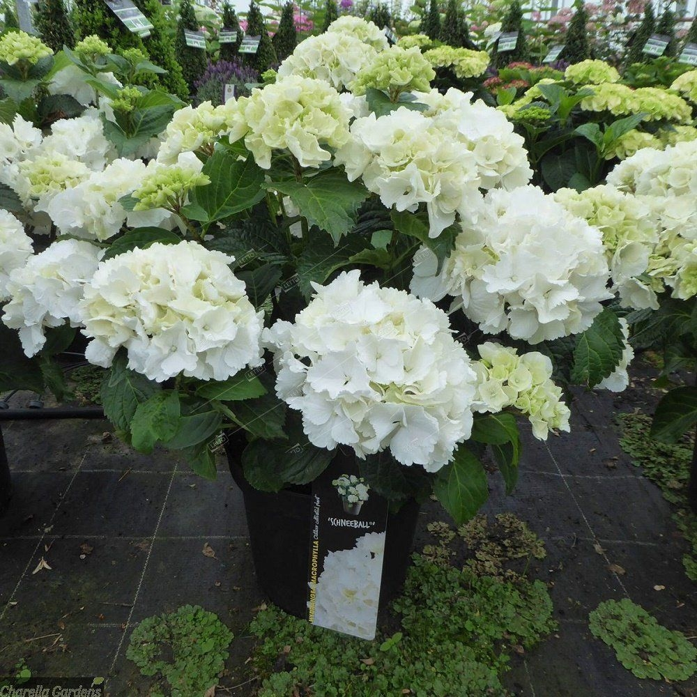 Saxon Snowball/Саксон Сноубол/ (Шниибол)