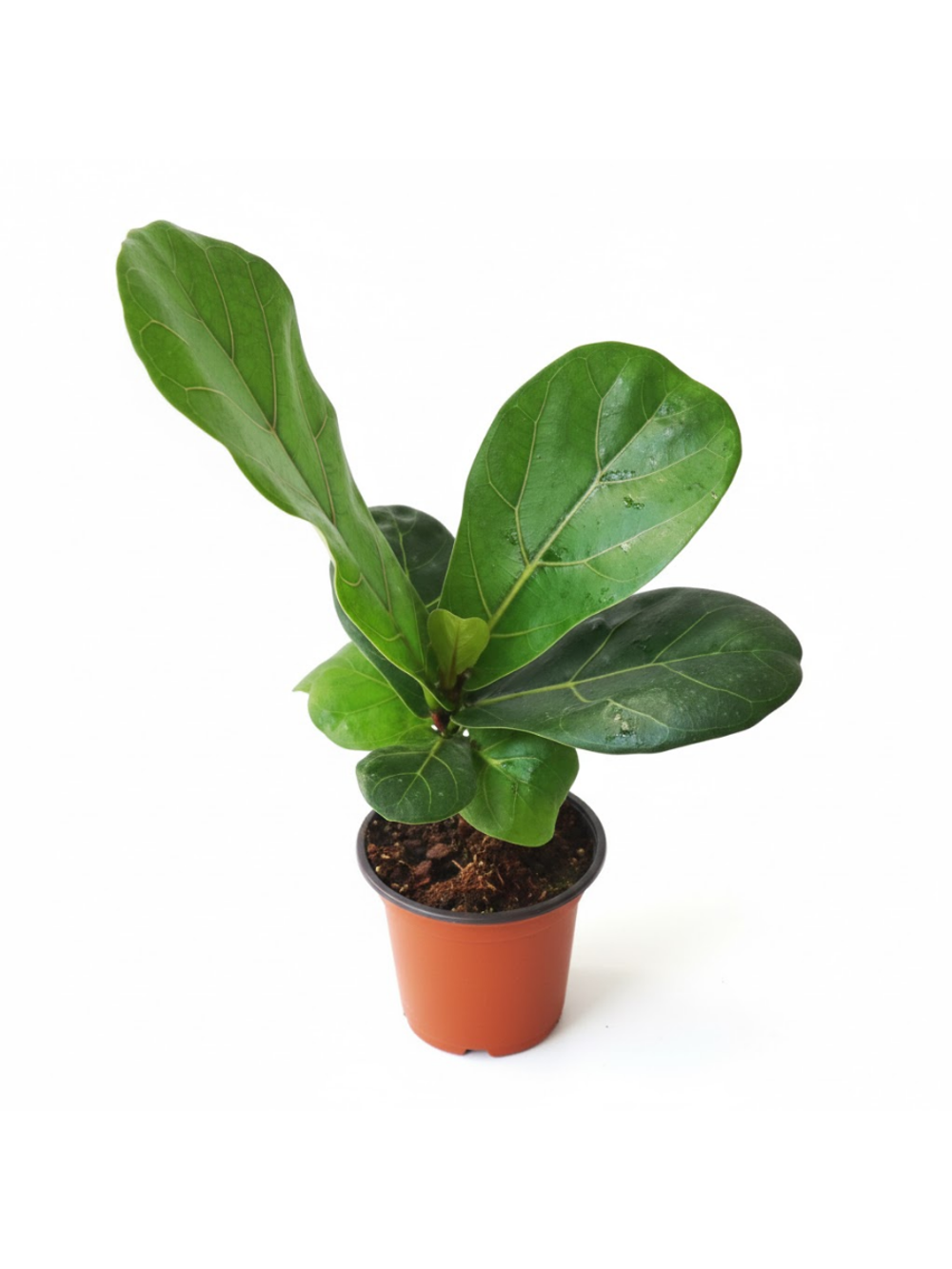 Фикус Barbie Banyan д. 11