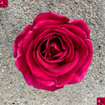 кусты для сада — сорт Экстаз (Extase) — самая душистая в мире роза