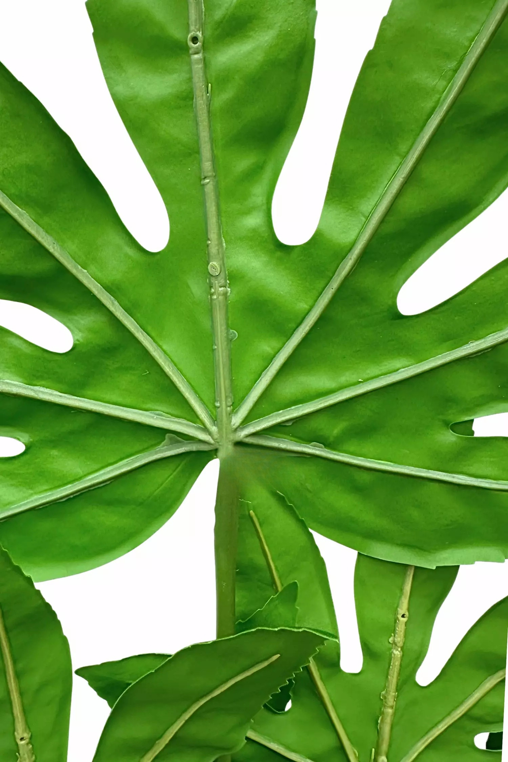 Куст Фатсии 7 листьев 79см