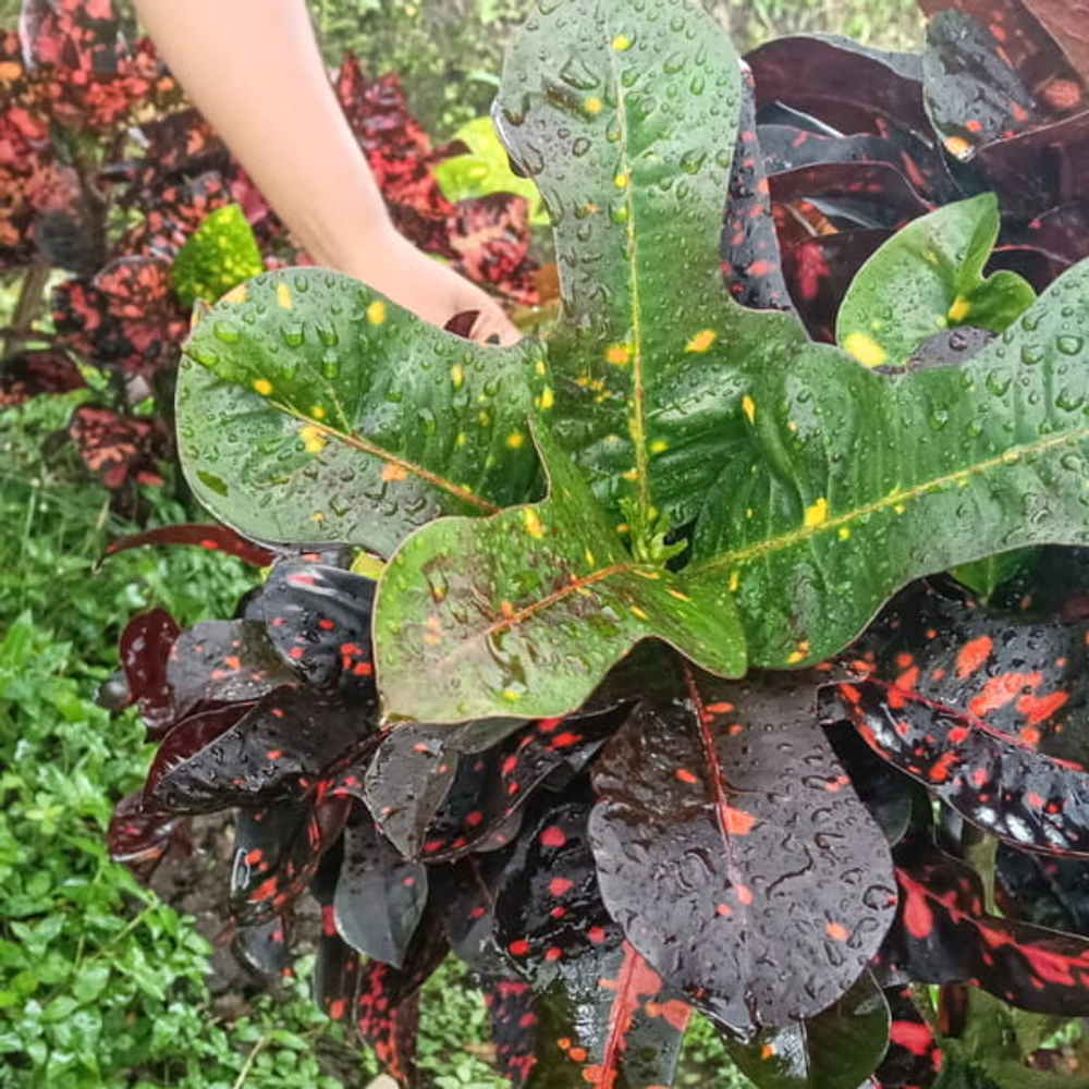 Кротон PESONA SENJA