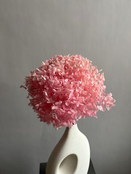 Гортензия стабилизированная светло-розовая