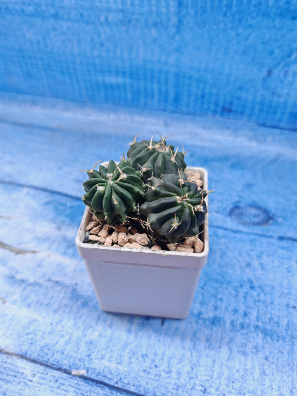 Stenocactus Coptonogonus (Стенокактус)