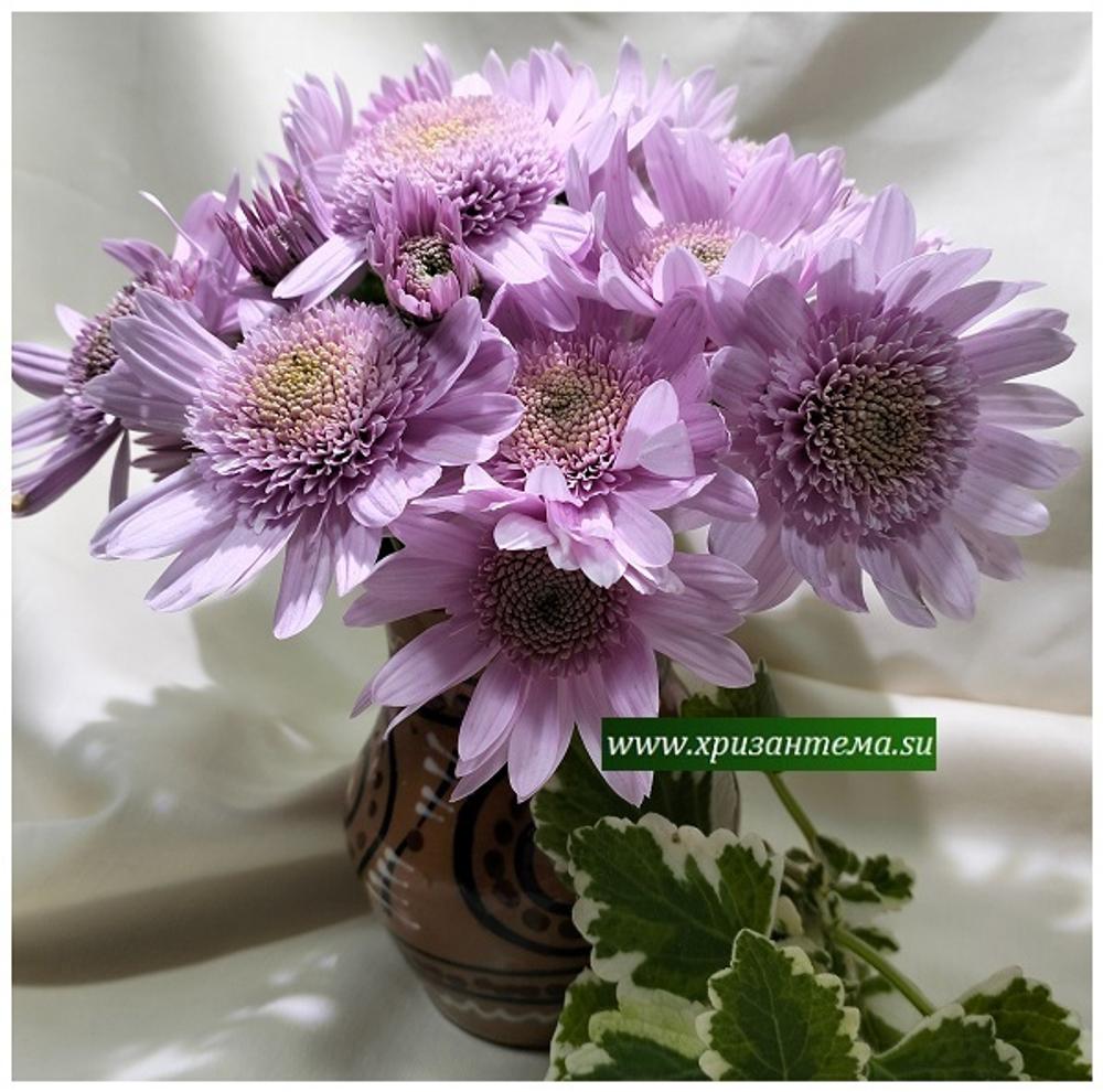 Хризантема кустовая Amazon pin 🌼 к.76