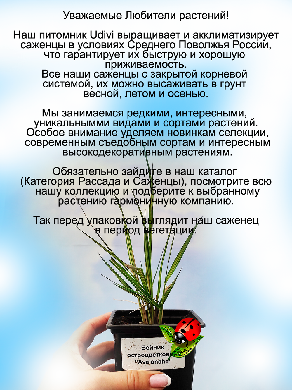Злак Вейник Аваланж остроцветковый многолетник