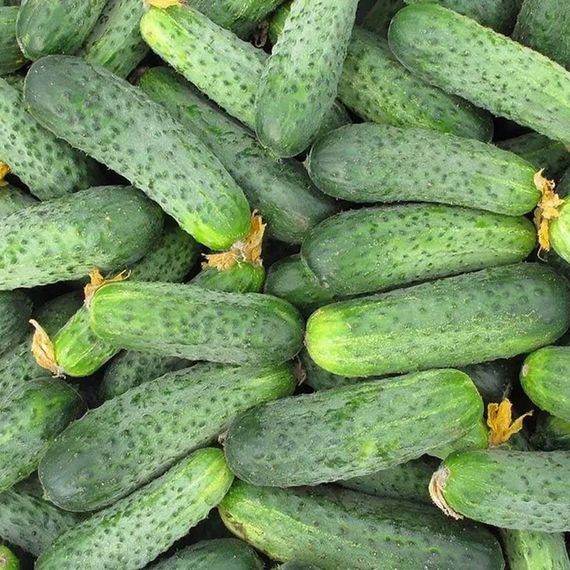 Аякс F1 семена огурца пчелоопыляемого (Nunhems / ALEXAGRO) описание