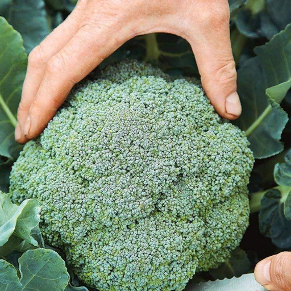 Монтоп F1 семена капусты брокколи (Syngenta / ALEXAGRO) культура – фото 2