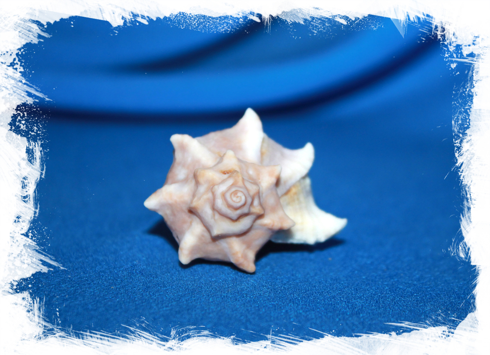 Мурекс кустерианус (Hexaplex kusterianus)