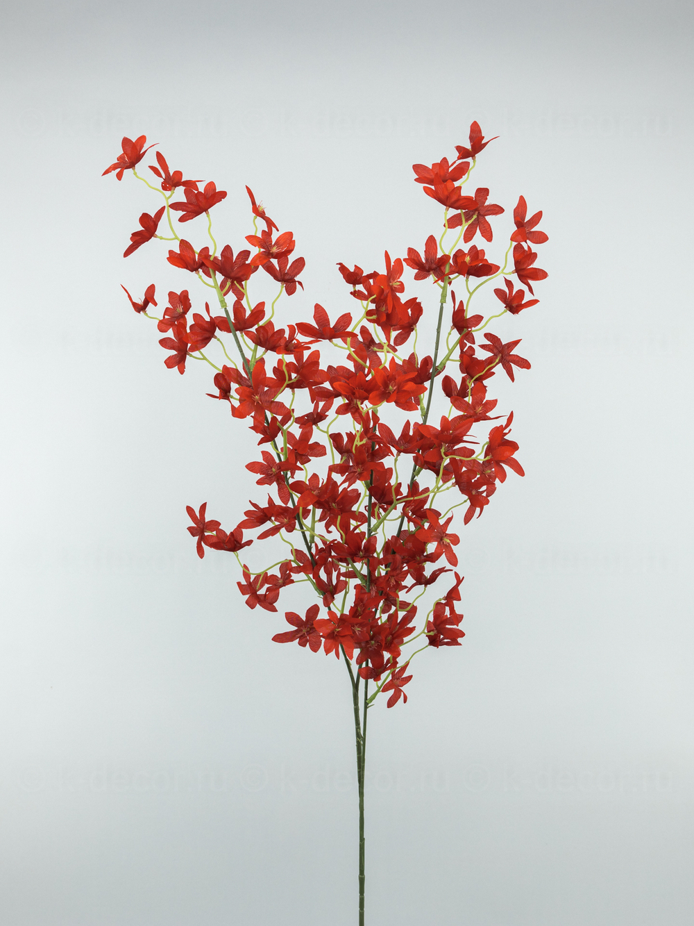 Ветка Даниэла