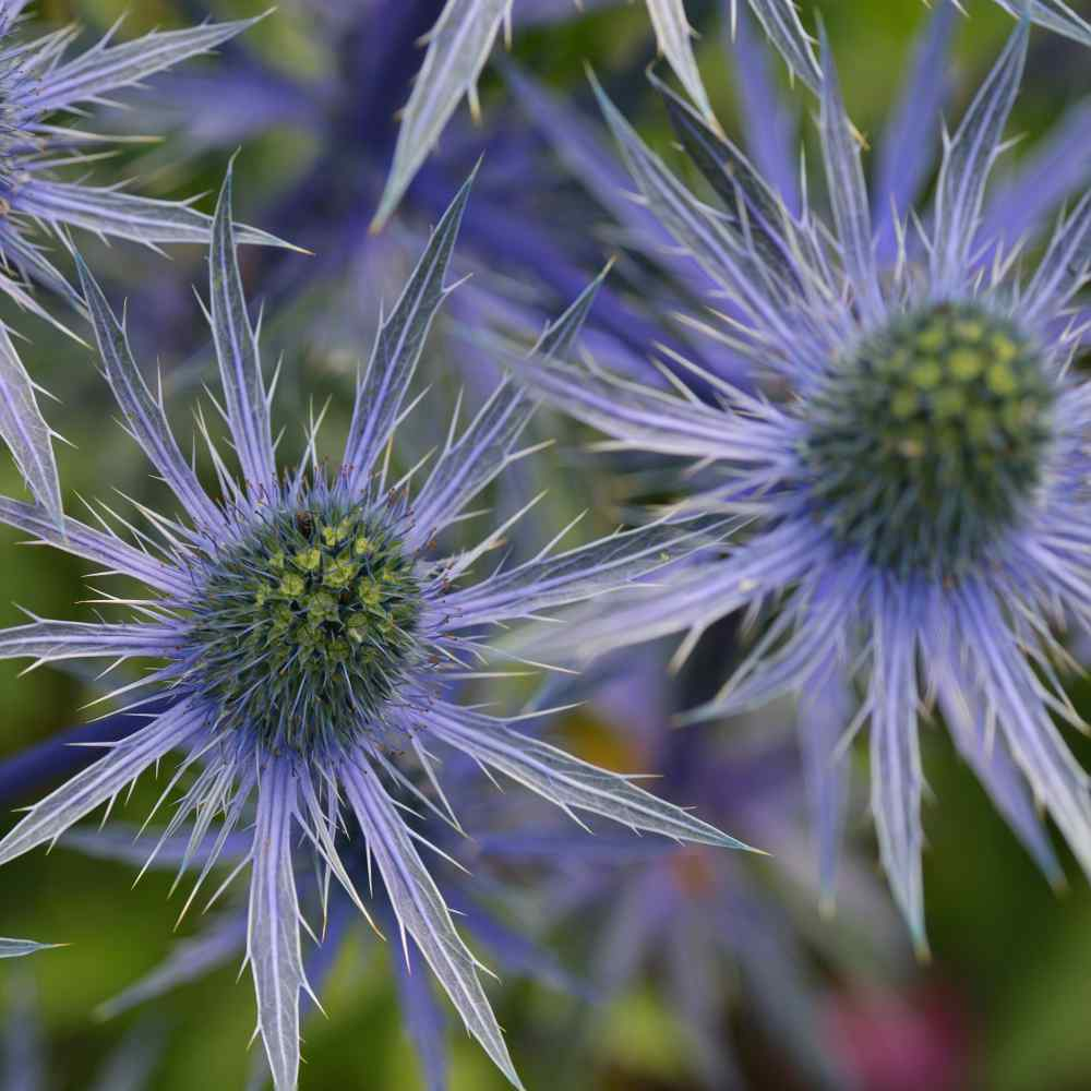 Синеголовник альпийский "Blue Star". Eryngium alpinum "Blue Star".
