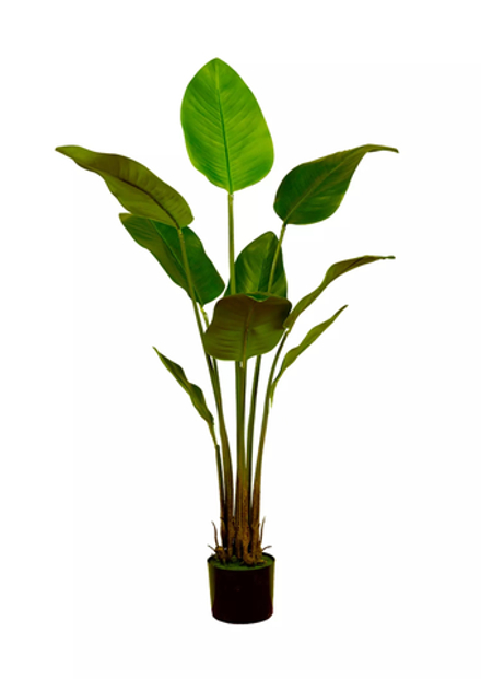 Куст стрелиции Николая 130 см