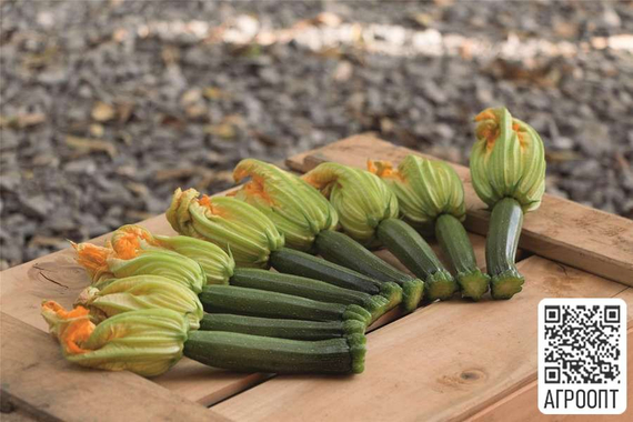 Модена F1 семена кабачка (Bejo / Бейо) урожай – фото 4