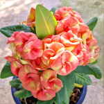 Эуфорбия Миля MARSHMALLOW