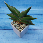 Sansevieria stylish fan (Сансевиерия)