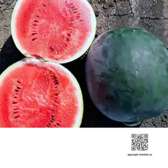 Рутпауер семена арбуза (Sakata / Саката)