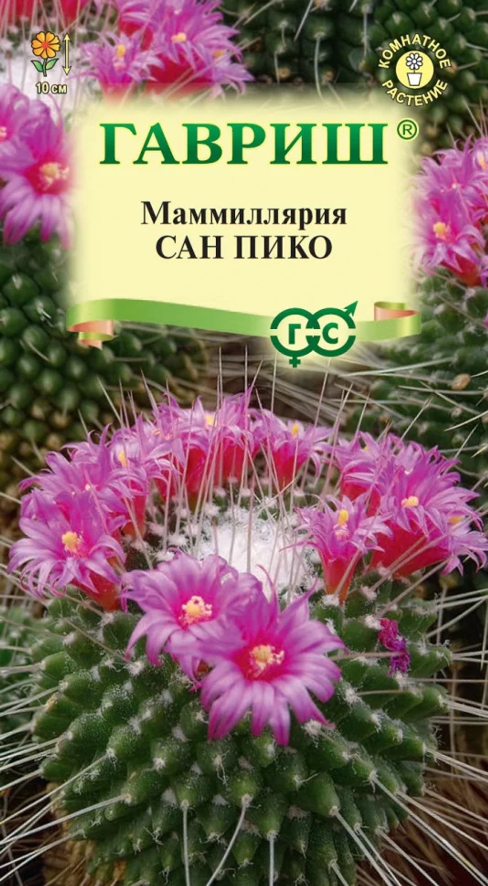 Маммиллярия Сан Пико Толука кактус 2шт (Гавриш)