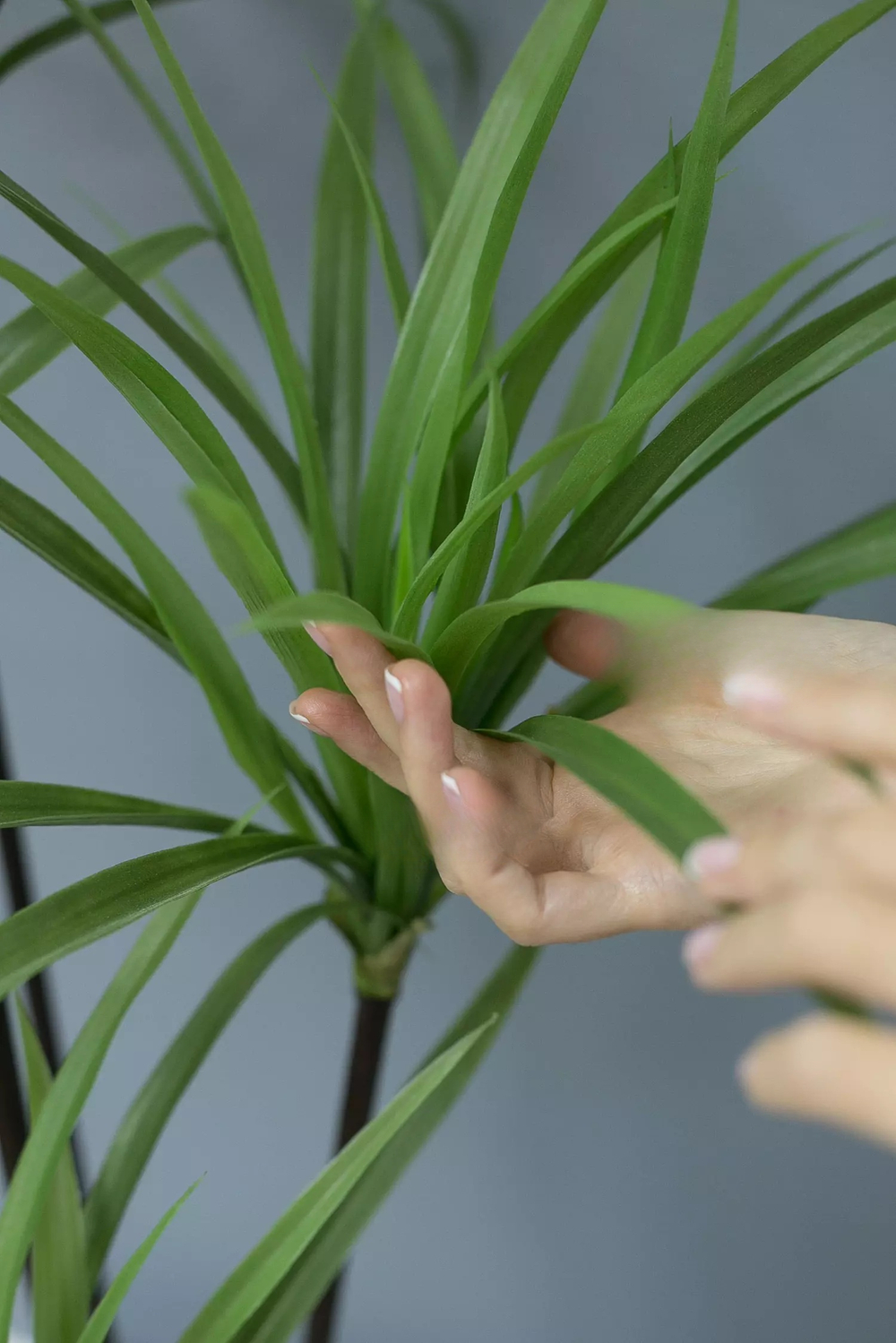 Драцена Анита 190см