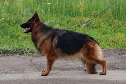 ЕВЛАМПИЯ ИЗ ПОМЕСТЬЯ БОГОВИК