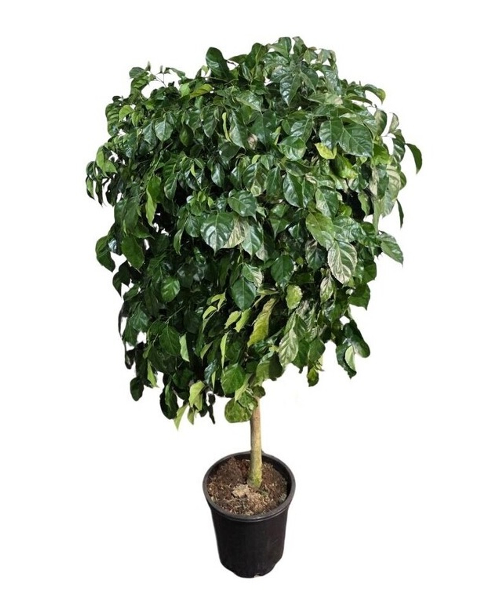 Радермахера штамб