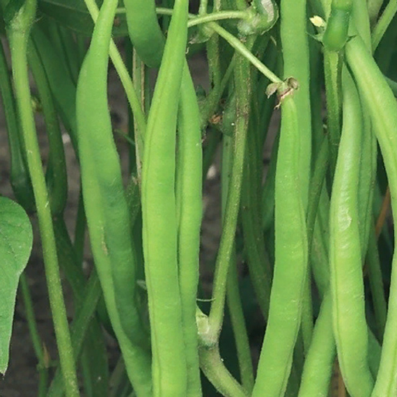 ВЕРДИГОН семена фасоли Syngenta купить – фото 1