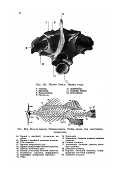 Рыбы пресных вод Российской империи | Л.С. Берг