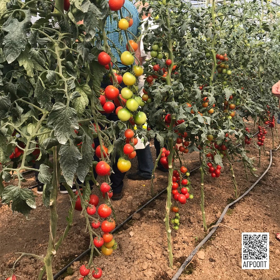Аттия F1 семена томата индетерминантного (Rijk Zwaan / Райк Цваан) в поле – фото 5