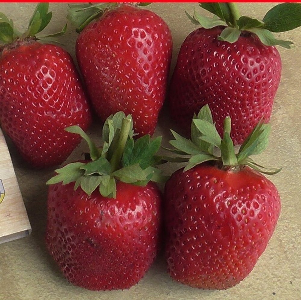 Клубника корневище, Сибилла, ремонтантный, 5+1шт