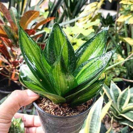 Сансевиерия GREEN MOULD