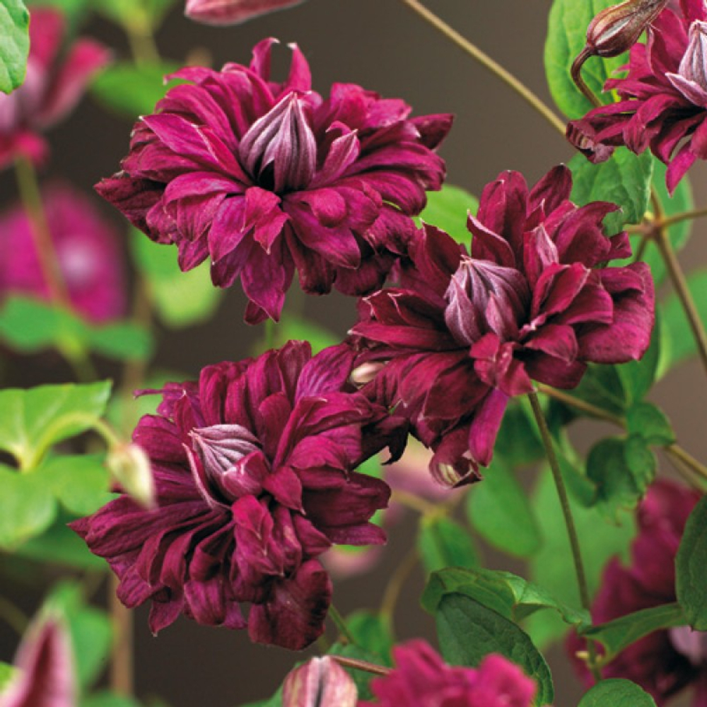 Клематис Пурпуреа Плена Элеганс ботанический