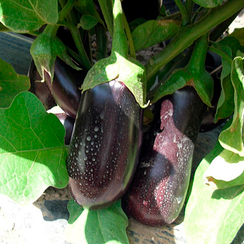 Блек перл F1 семена баклажана (Enza Zaden / Энза Заден)