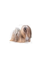 Royal Canin Mini Exigent (Роял Канин Мини Эксиджен) корм сухой для привередливых собак 3 кг.