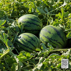 Тигриньо F1 семена арбуза (Rijk Zwaan / Райк Цваан)