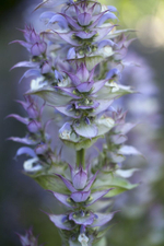 CLARY SAGE ABS 100% / абсолют ШАЛФЕЯ МУСКАТНОГО CAS 8016-63-5; 84775-83-7