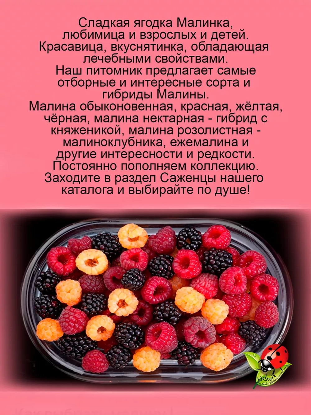 Малина Валентина абрикосовая сладкая