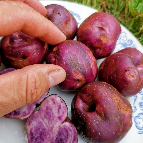 5 КЛУБНЕЙ картофеля Горный Из Перу