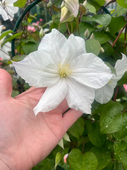 Клематис гибридный Сноу Сторм Закупка М33 апрель 2026