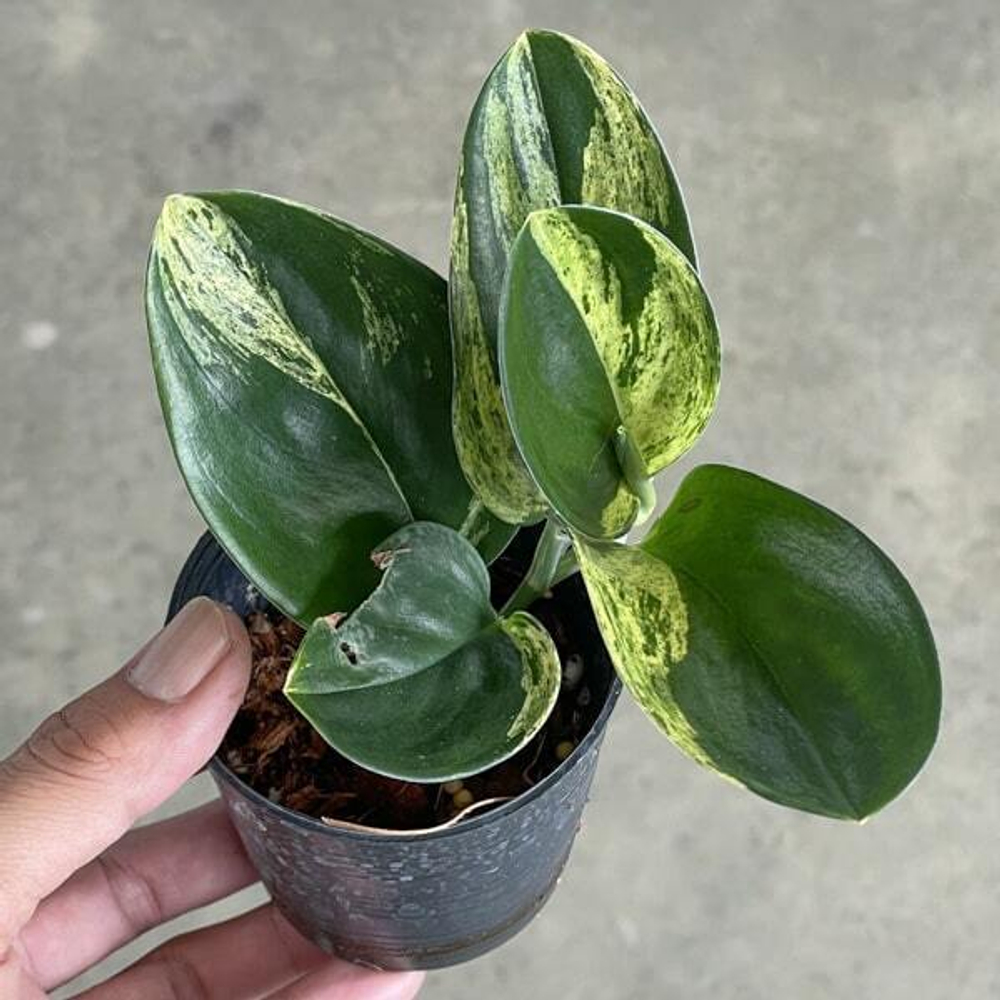 Сциндапсус TREUBI DARK VAR