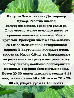 Семена капуста белокочанная Дитмаршер Фрюер 5 гр