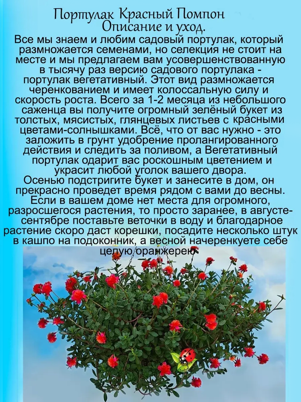 Портулак Красный помпон вегетативный