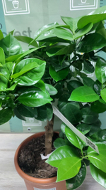 C. sinensis “Sanguinello moscato nucellare”