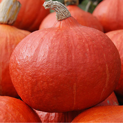 Оранж Саммер F1 семена тыквы (Enza Zaden / Энза Заден)