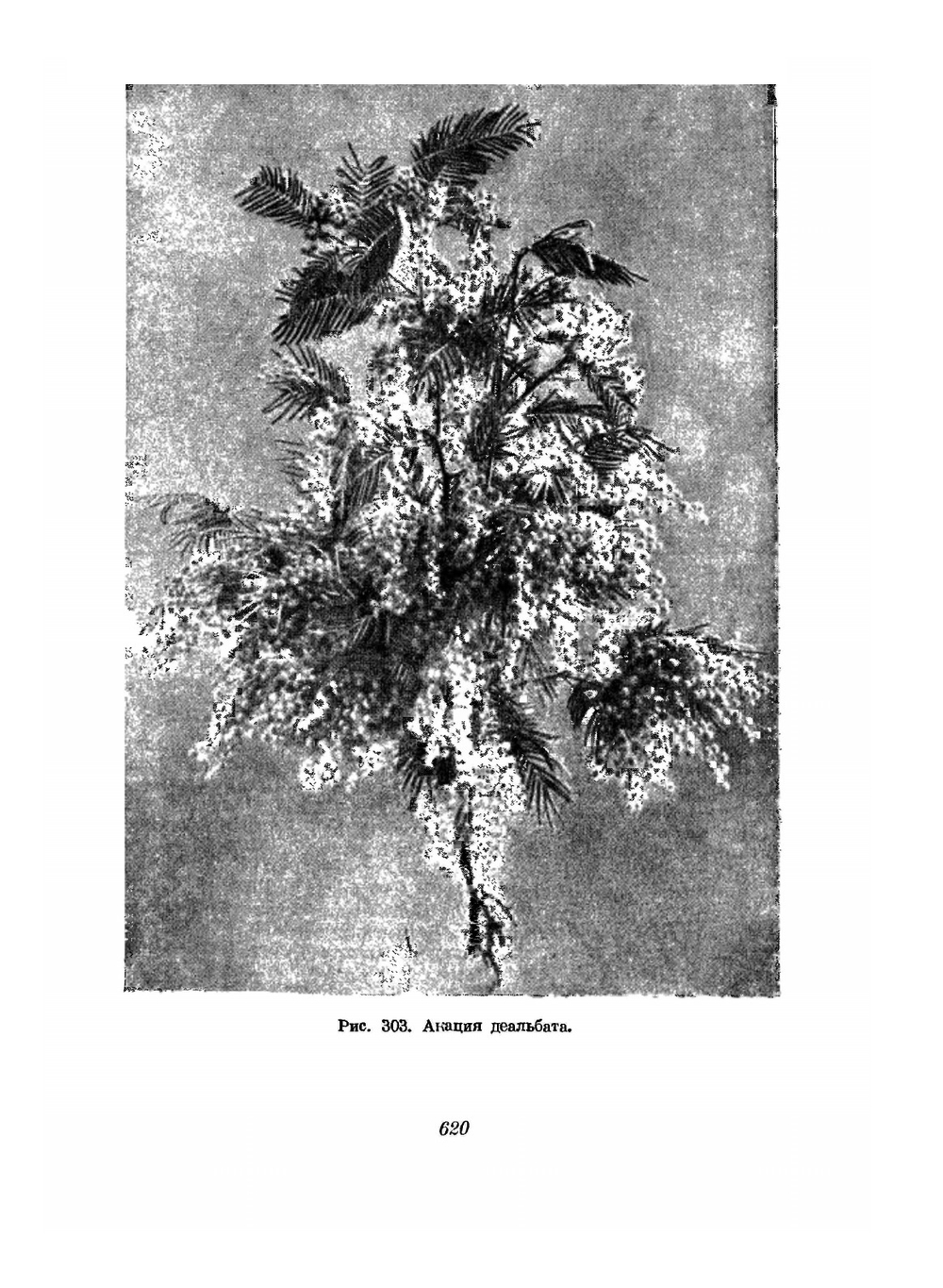 Цветоводство. Часть 2 | Г.Е. Киселев