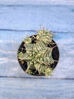 Euphorbia meloformis f. Variegated (Эуфорбия вариегатная)