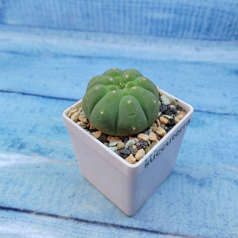 Matucana Madisoniorum (Матукана)