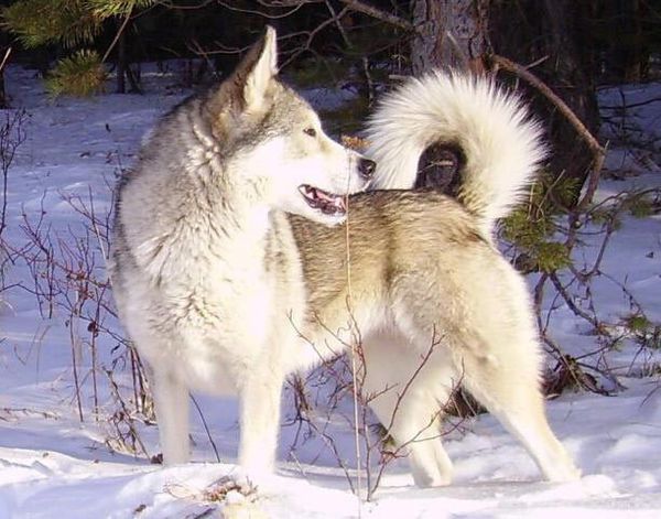 Западносибирская лайка Западносибирская лайка