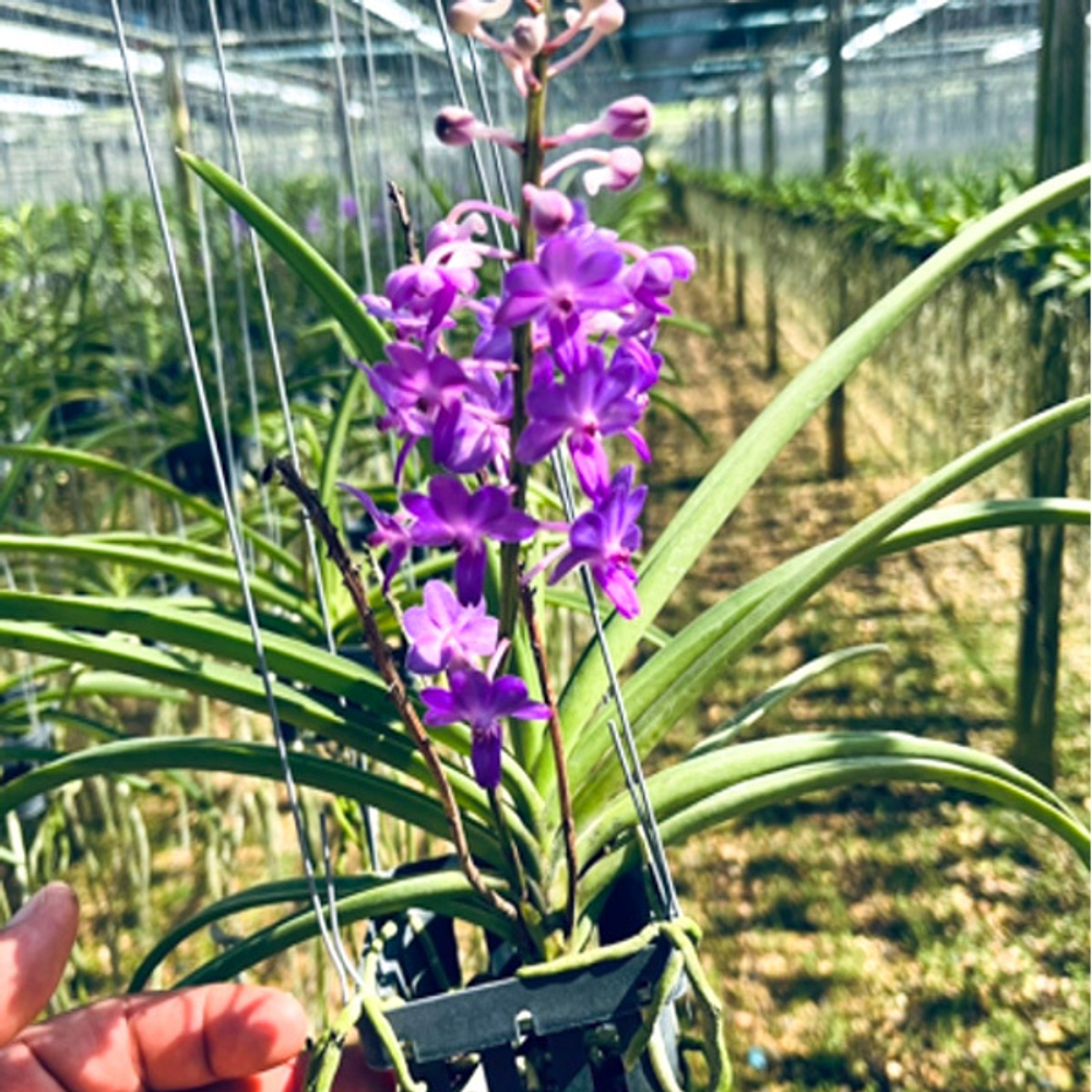 Орхидея ринхостилис RHY COELESTIS X SEIDENFADENIA MITRATA