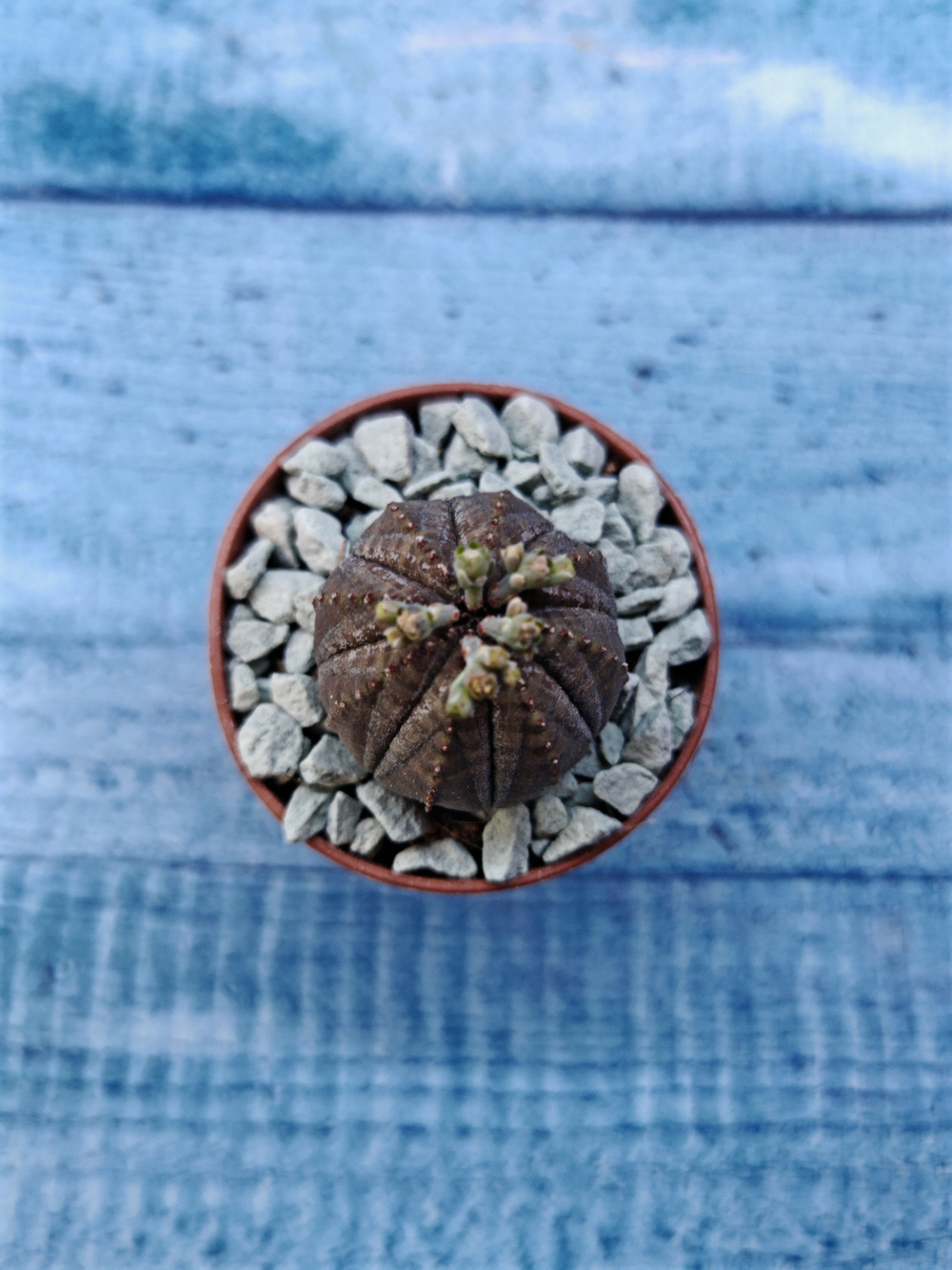 Euphoria Obesa (Эуфорбия)