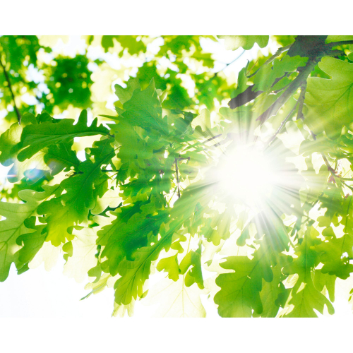 Панель потолочная ПВХ Novita 3D Летний день